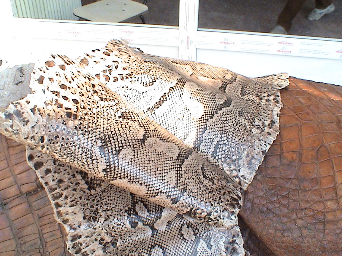 Crocodile skins